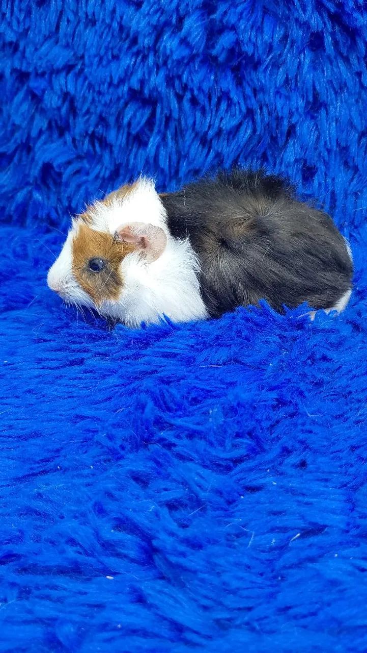 Porquinho da índia abssinio  - Foto 2