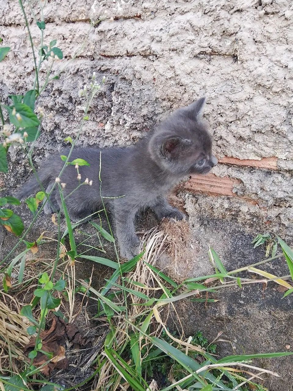 Gato pra doação  - Foto 4
