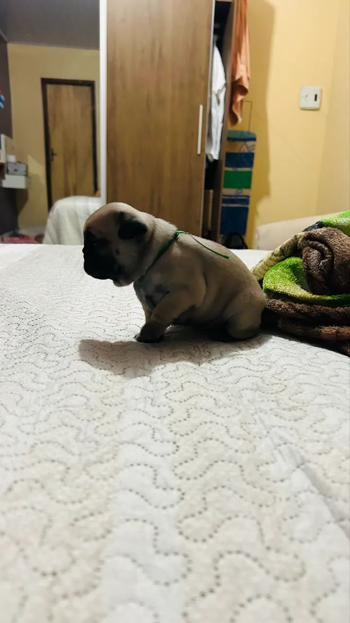 Pug - Foto 5