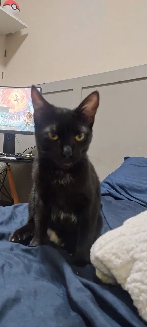 Adoção gata 8 meses - Foto 2
