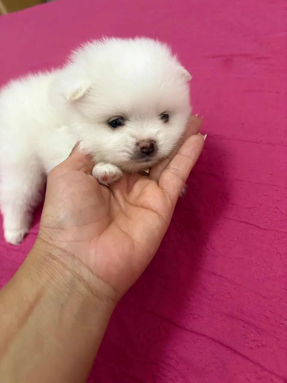 Spitz alemão  - Foto 4