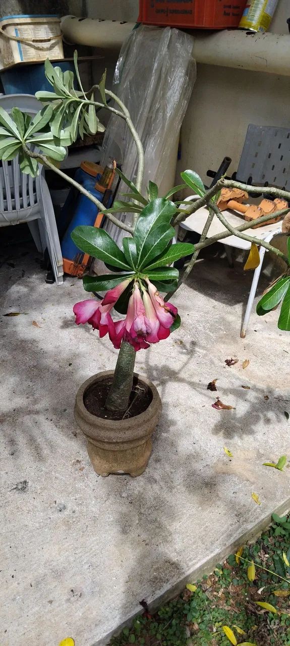 Rosa do deserto