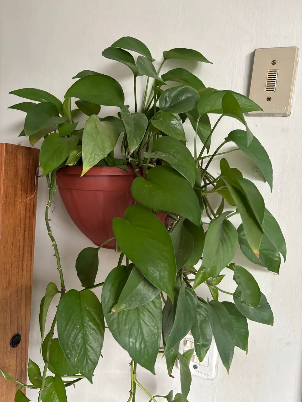 Jiboia adulta em vaso de parede - Foto 4