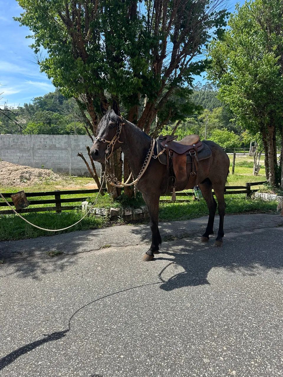 Potro marcha picada  - Foto 5