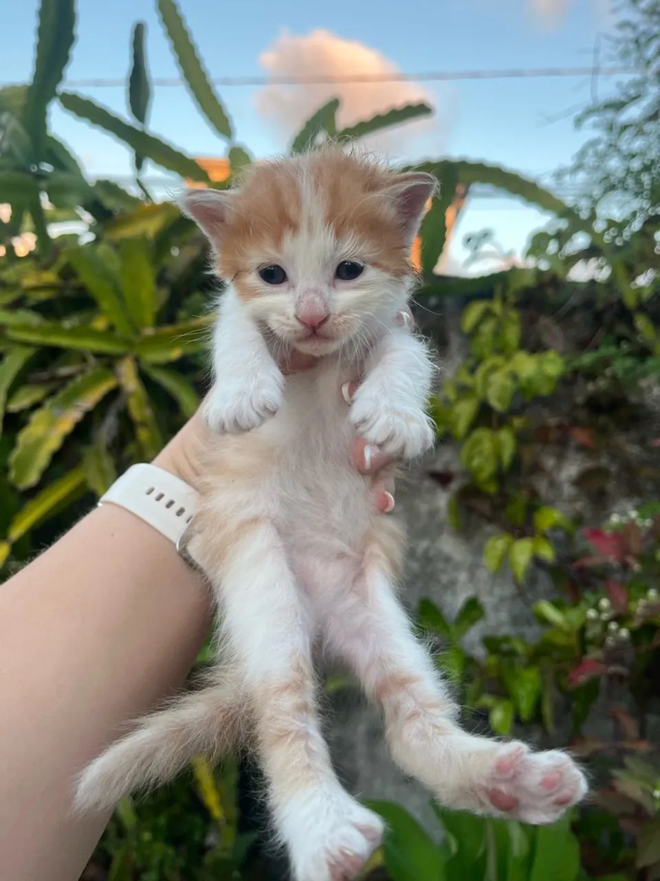 Gatinhas para doação  - Foto 4
