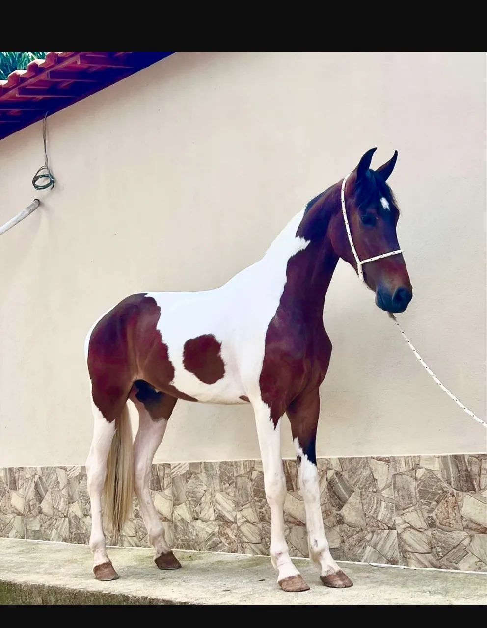 Cavalo Potro  castrado ótimo cavalo Genuíno de picada . - Foto 4