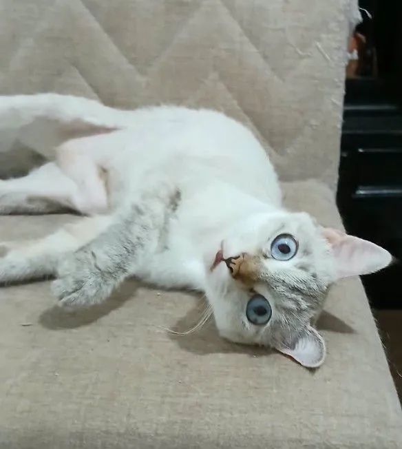 Gatinha p adoção  responsável 