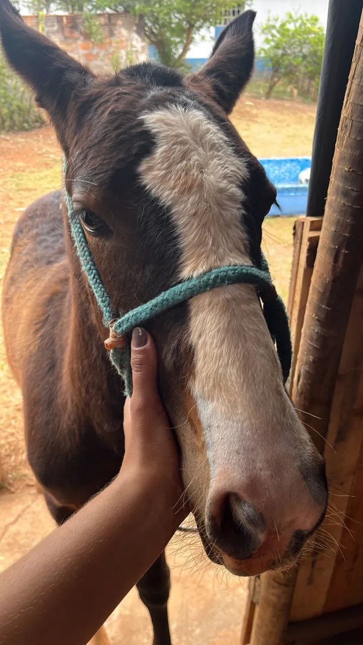 Égua e potra - Foto 4