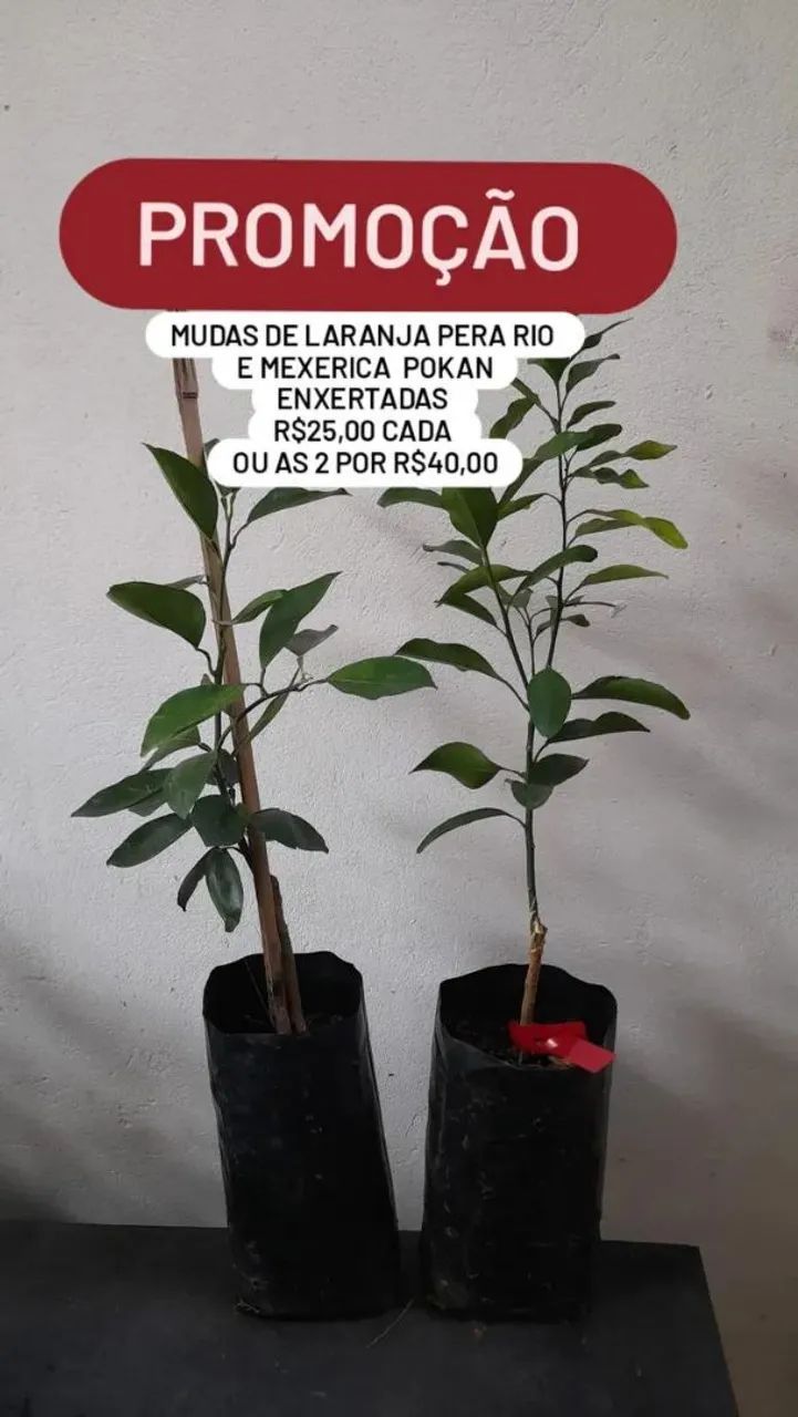 Frutíferas 
