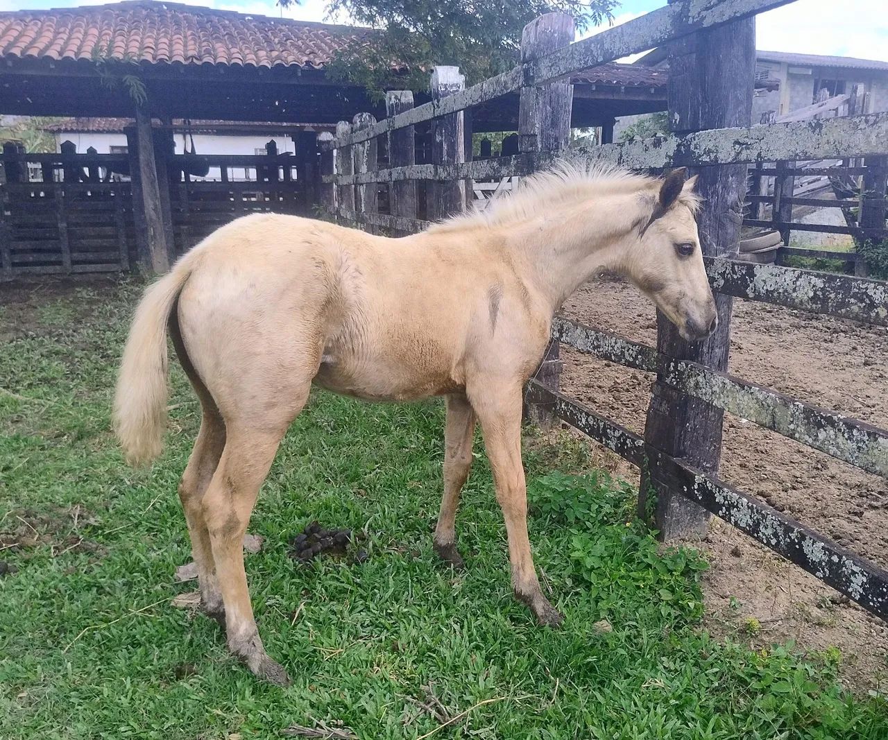 POTRA QUARTO de MILHA - Genética Roxão - Foto 4