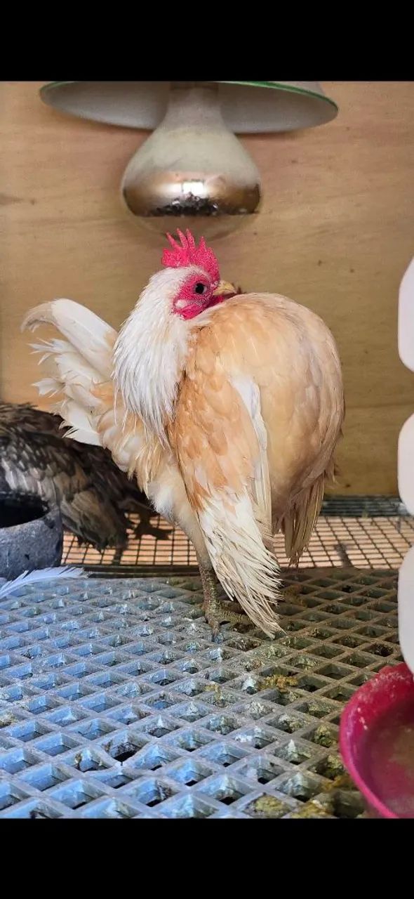Galinha Brahma Red Pyle - Foto 6