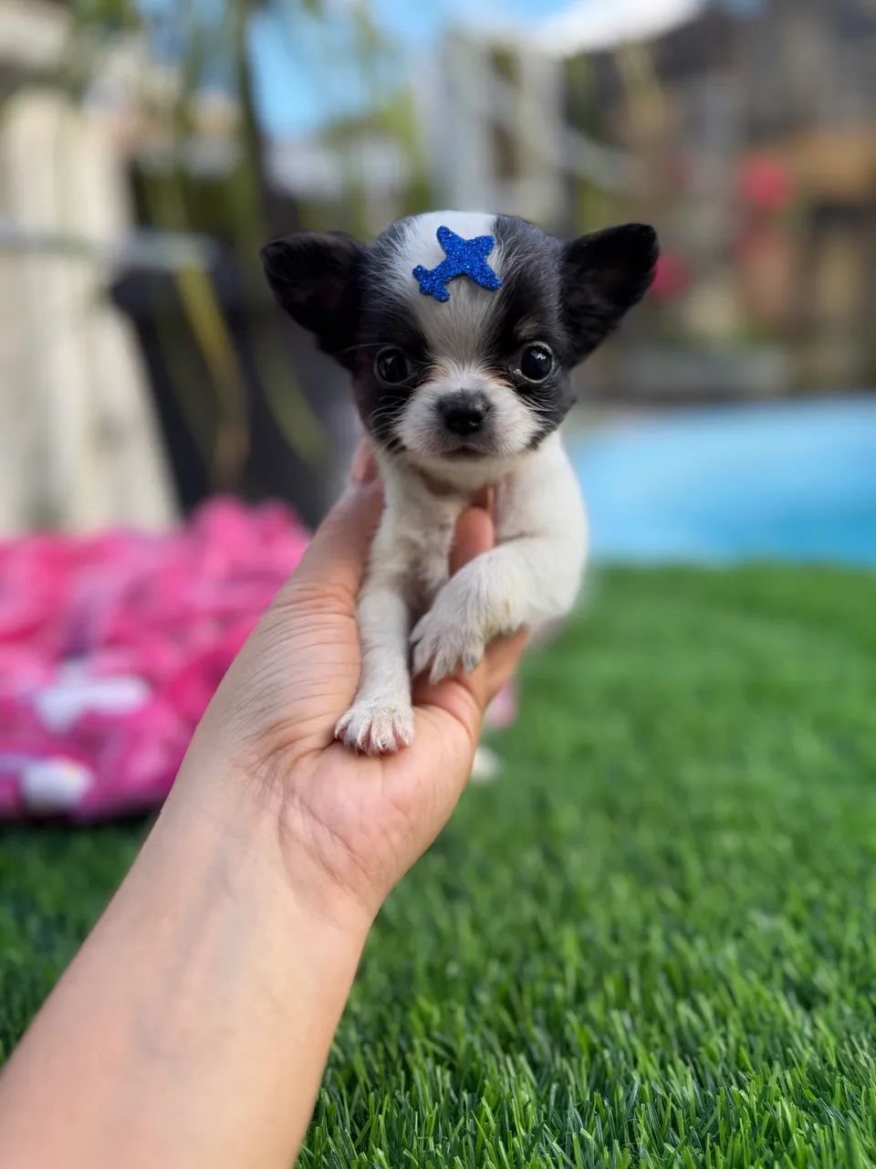 Chihuahua Miniatura  - Foto 4