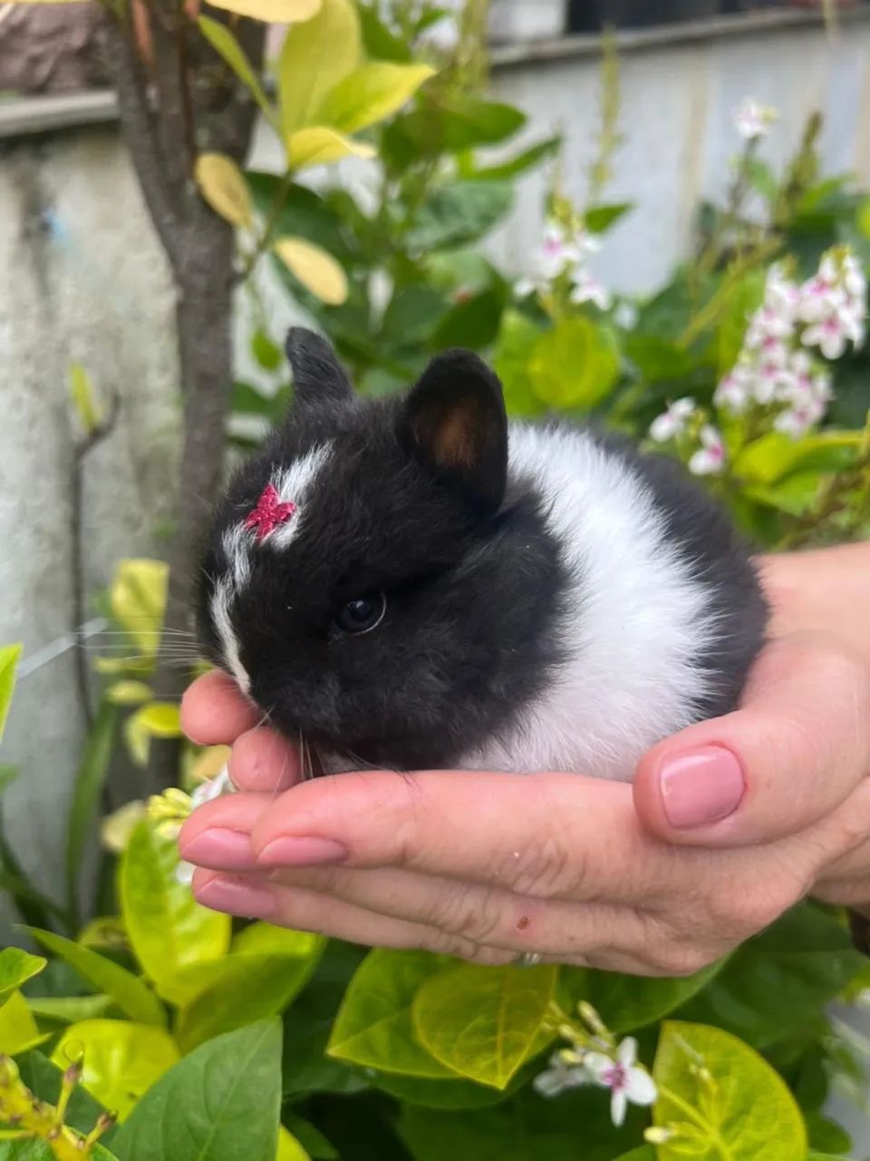 Mini Coelho - Netherland Anão - Foto 4