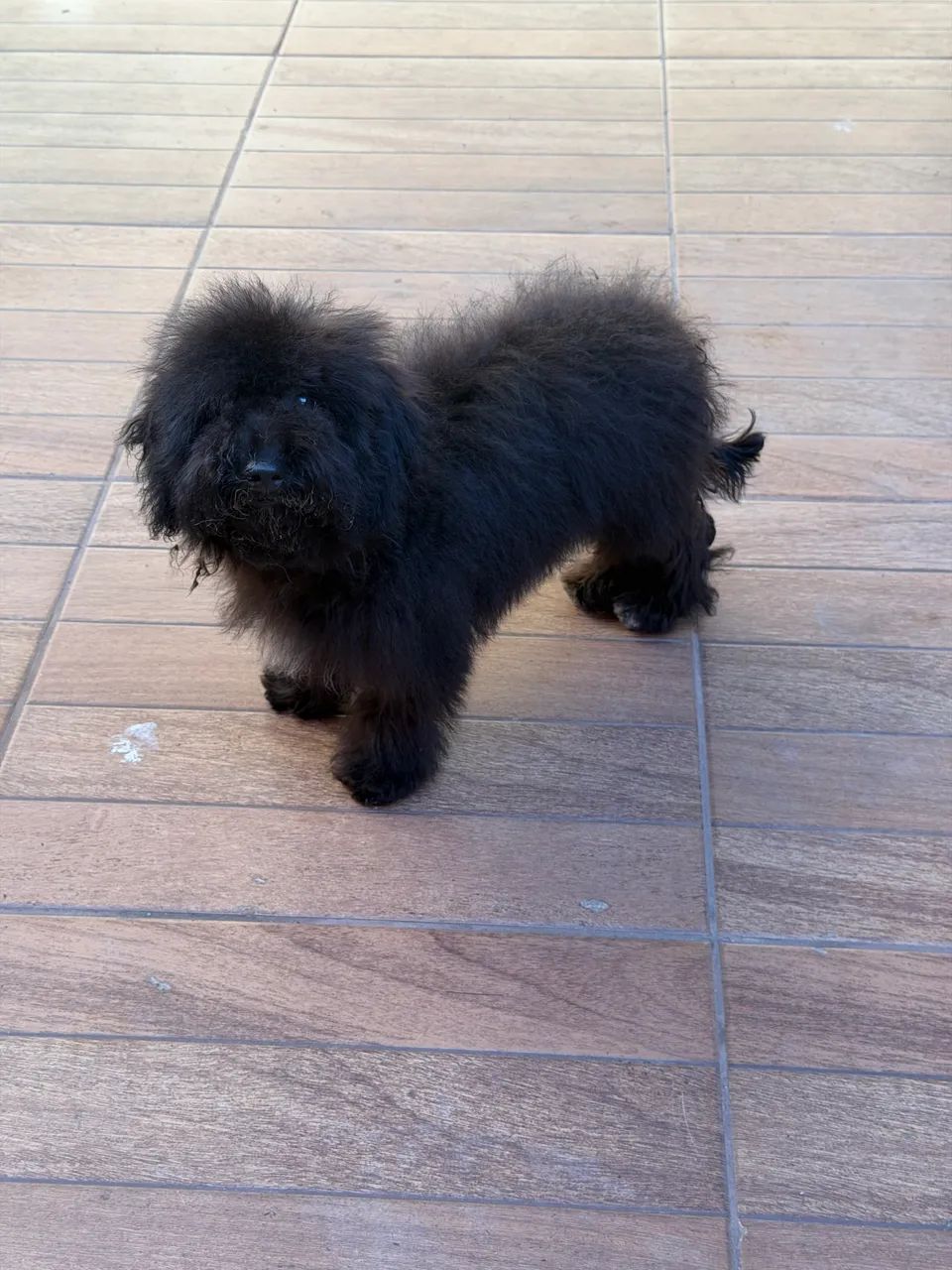 Poodle com 5 meses - Foto 5