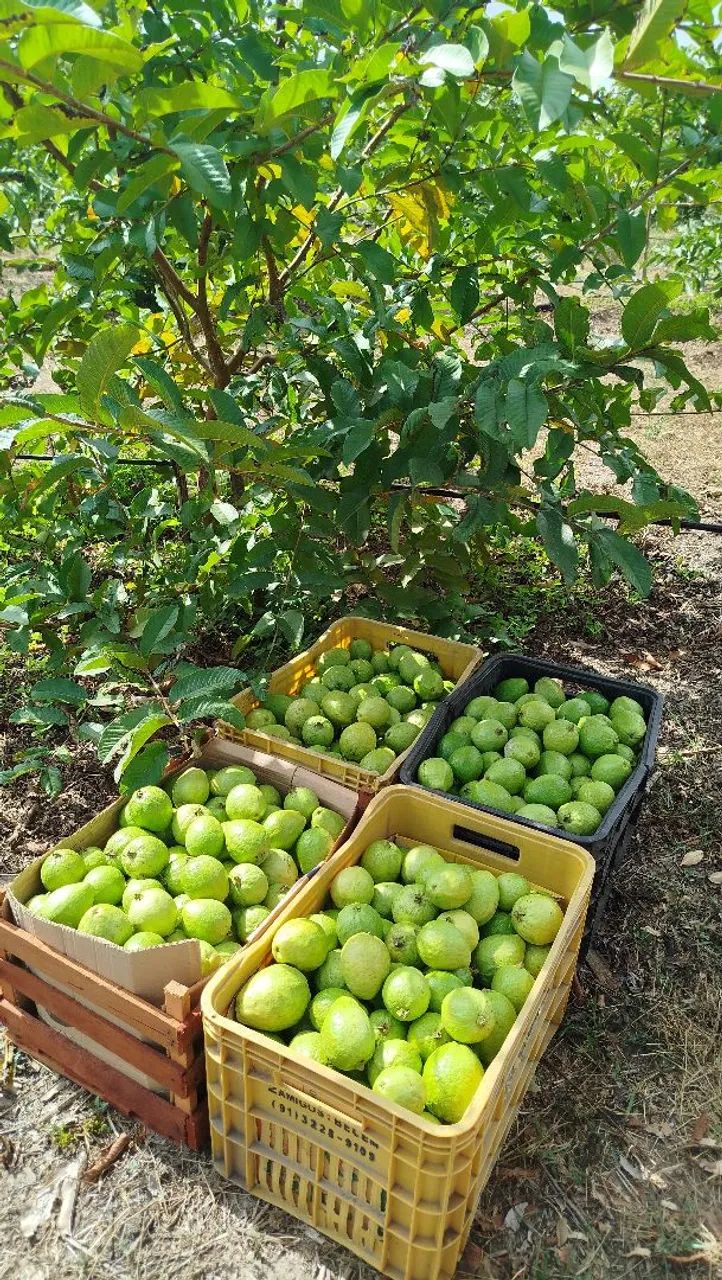 Mudas de Goiaba enxertada - Foto 3