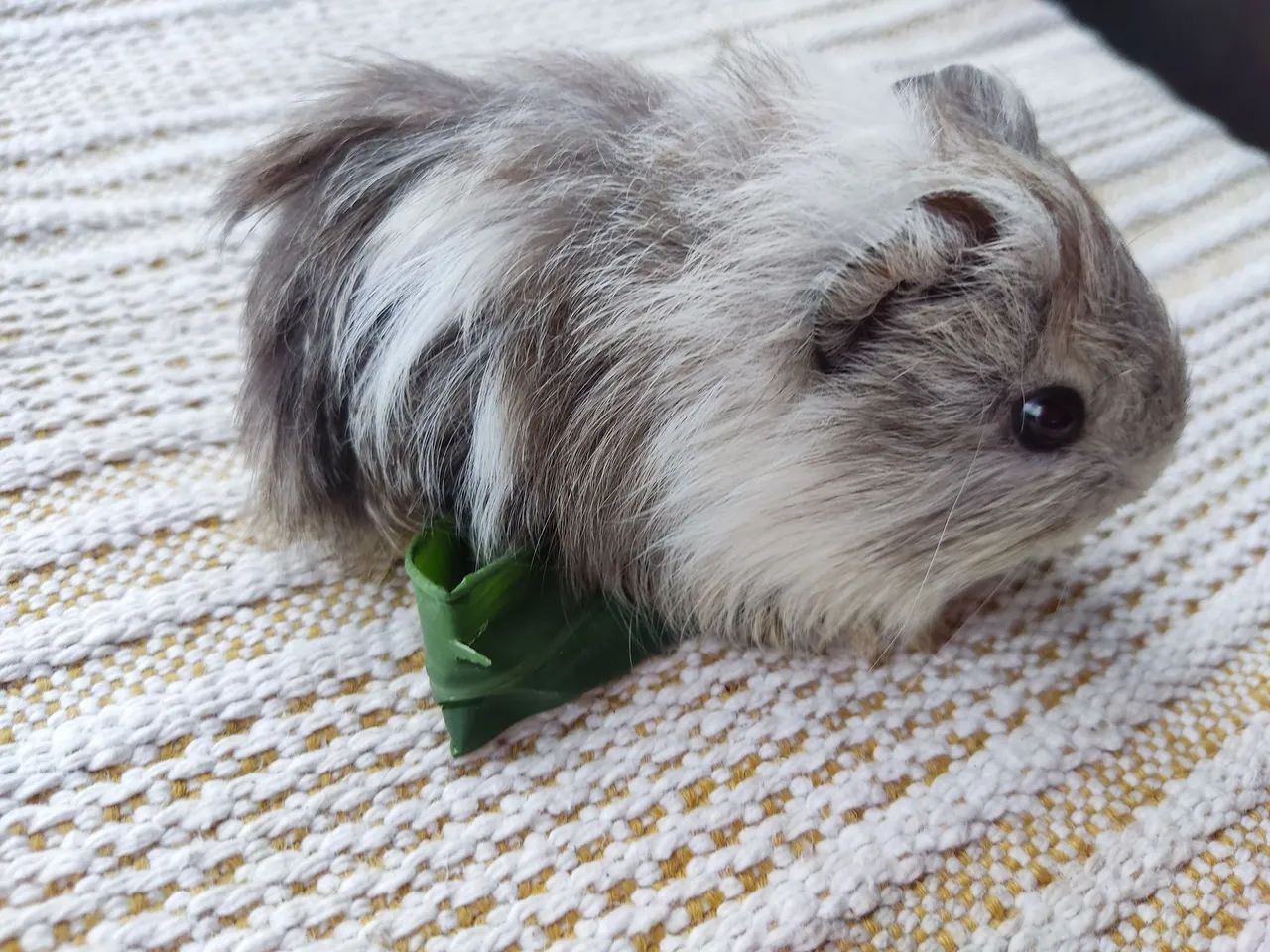 Porquinho da Índia 