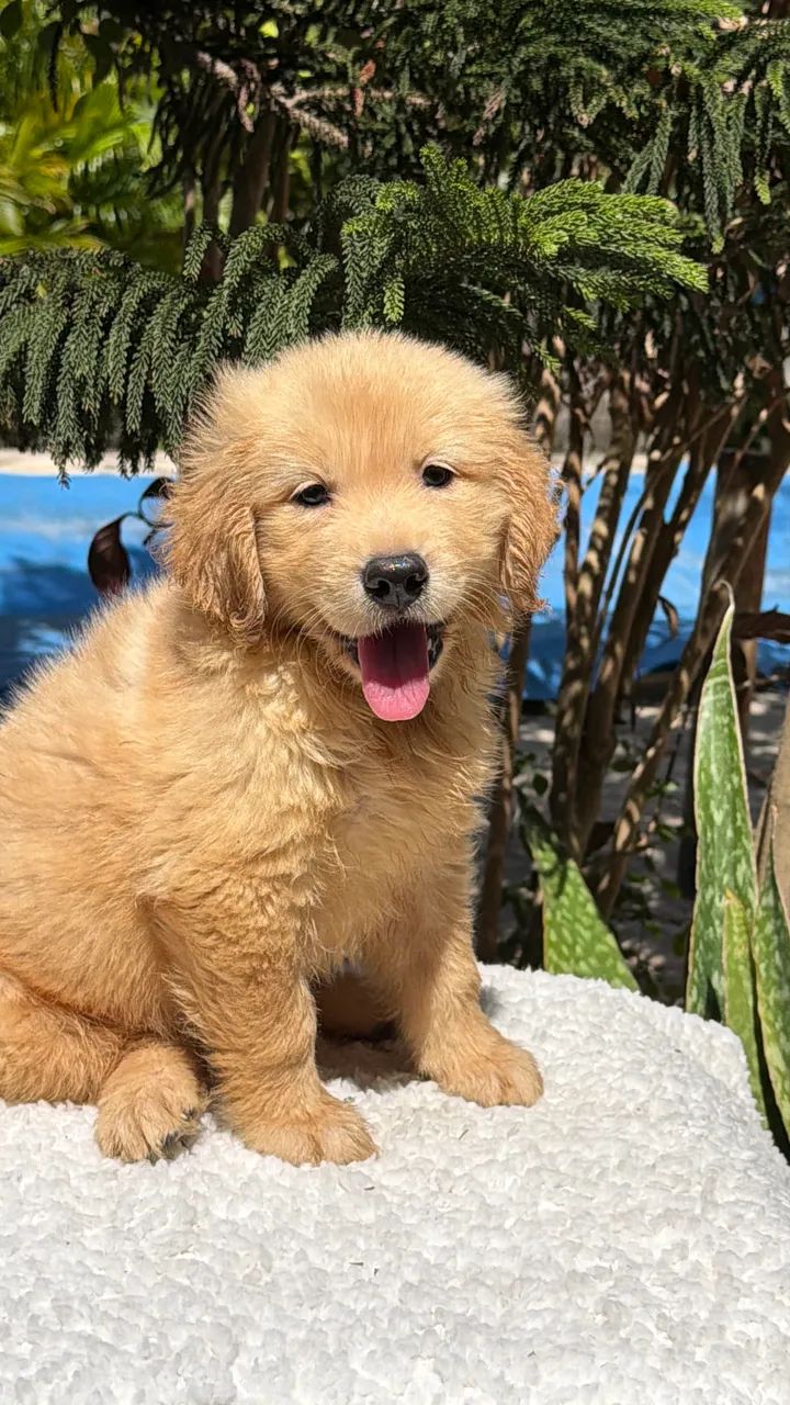 Golden Retriever  - Foto 4