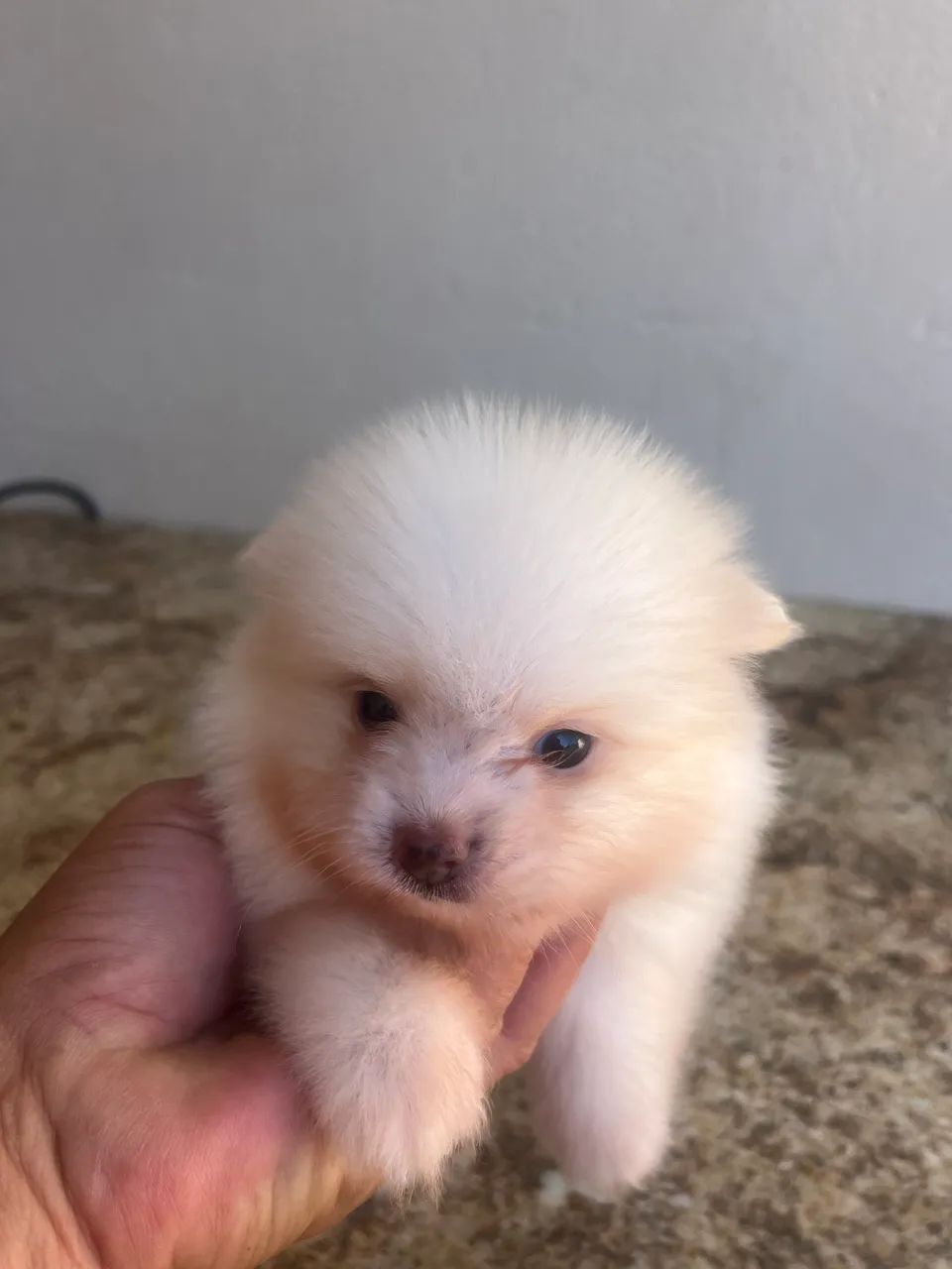 Lindo bebê Spitz alemão 