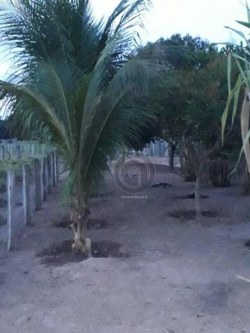 Chacara 40 hectares em mimoso - Foto 14
