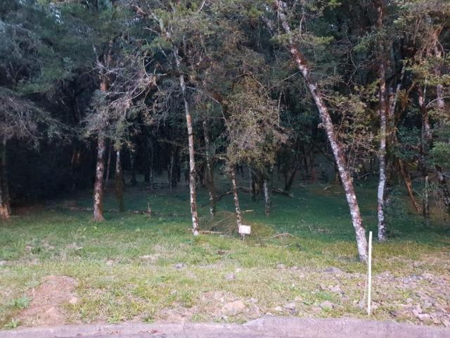 Terreno à venda, 737 m² por r$ 165.000,00 - caracol - canela/rs - Foto 4
