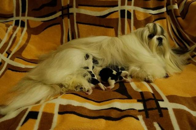 Filhotes de shih tzu Canil PS