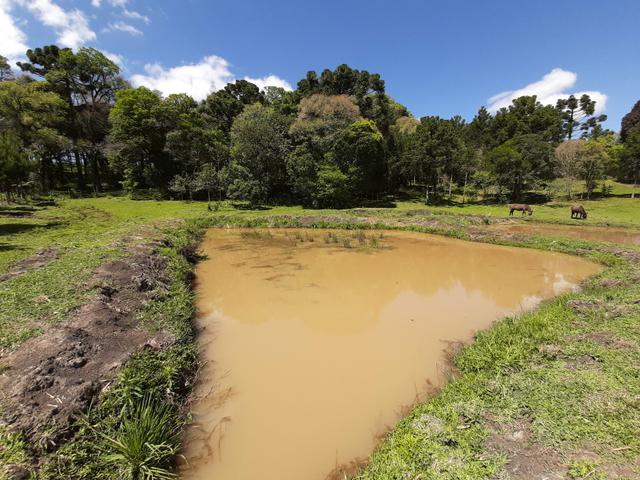 Chácara de 5.3 Alqueires com Pínus e Eucalipto . Guairacá- Guarapuava PR - Foto 7