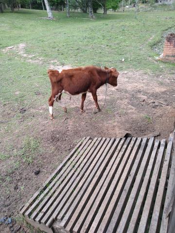Touro da raça Red Angus