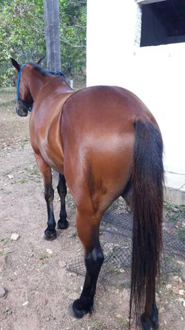 Vendo e aceito troca potra QM - Foto 4