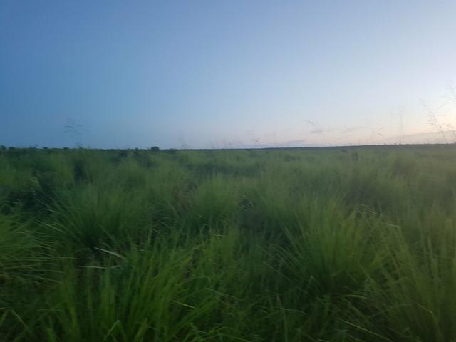 Fazenda 2500 ha Guaraí -TO - Foto 9