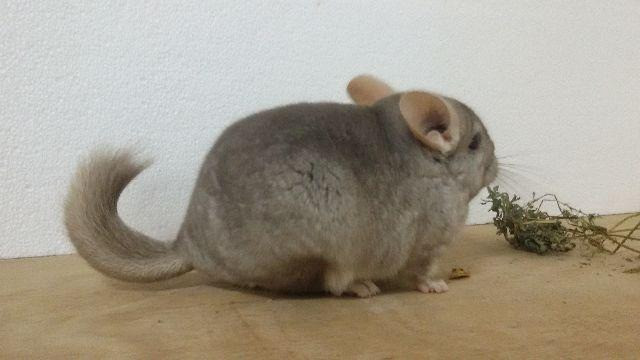 Chinchila - Foto 4