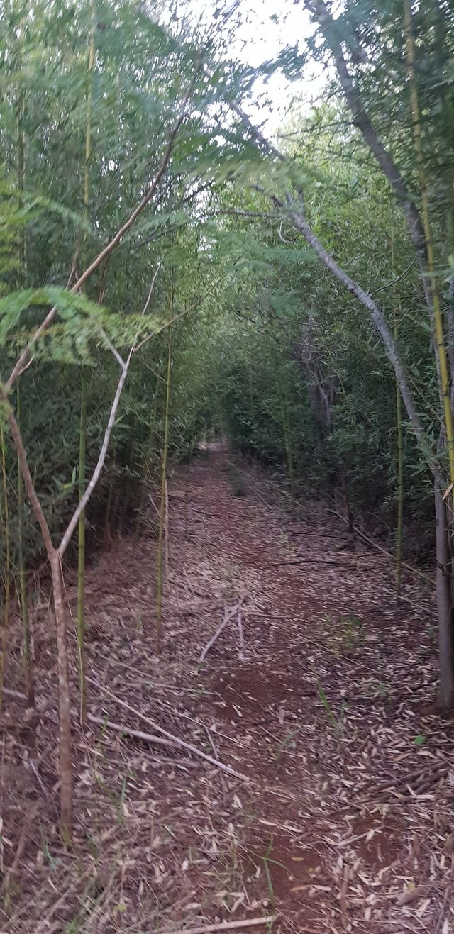 Lote de 20.000m2, Dr Camargo - Pr, R$ 700.000,00 - Foto 4