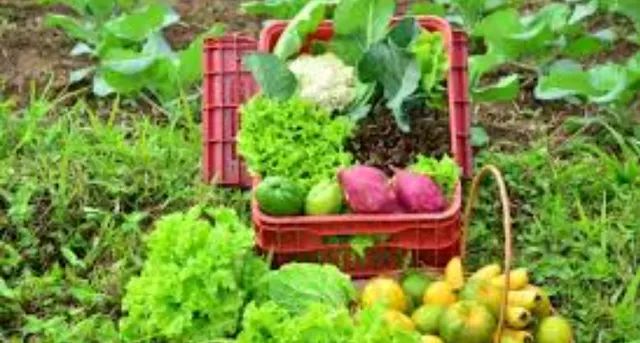 Frutas. Legumes e verduras 