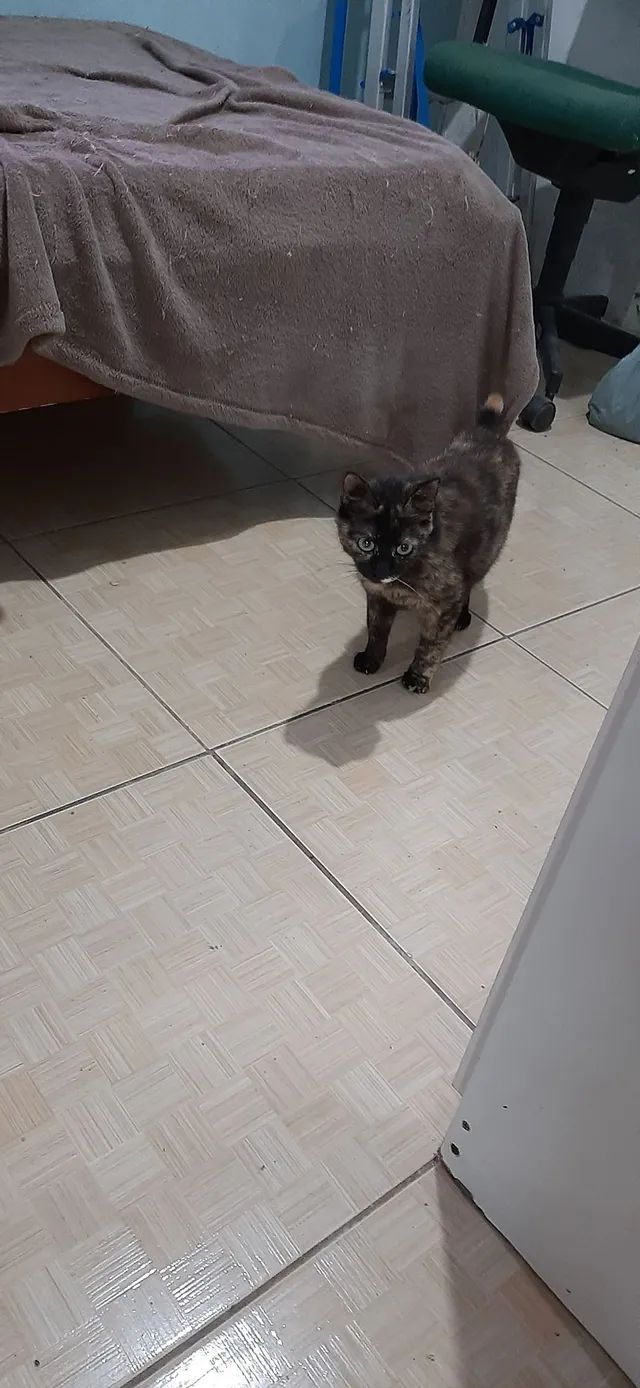 Doação desta linda.  - Foto 3