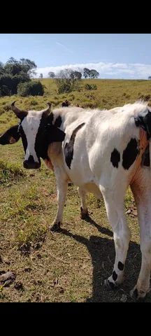 Novilha e vaca as duas raça leitera 