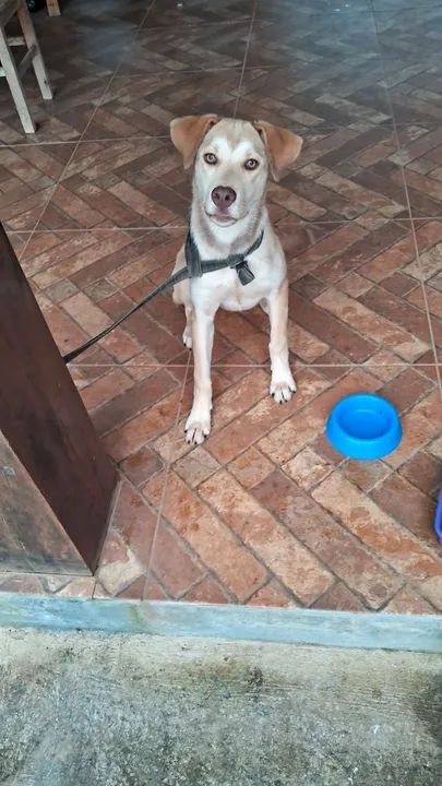 Linda cachorrinha para adoção! - Foto 2