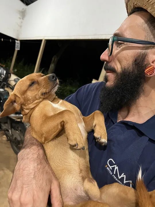 Cachorro Carinhoso Procurando Lar - Foto 5