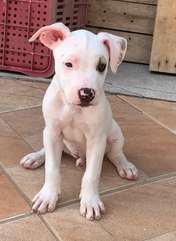 American pitbull 2024 terrier olx