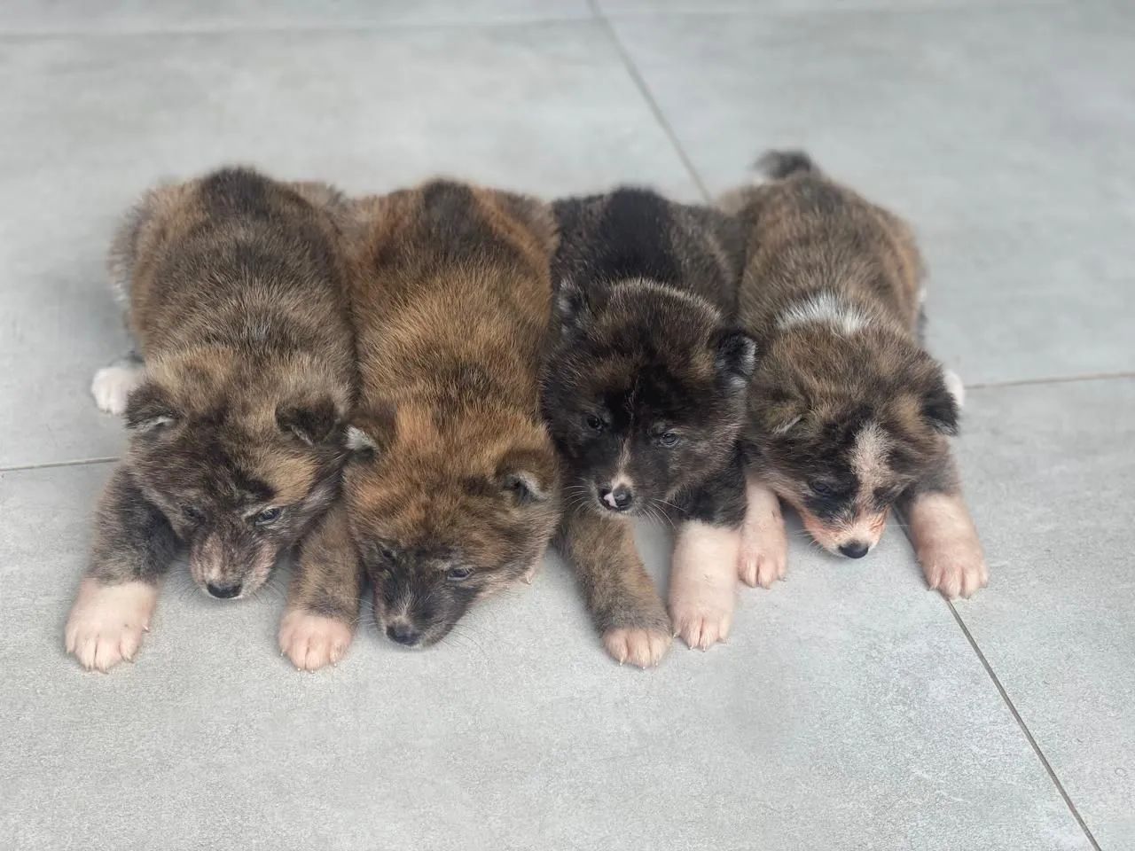 Akita  - Foto 2
