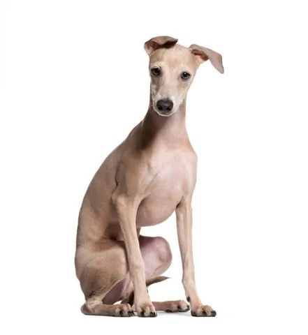 Italian greyhound hot sale olx