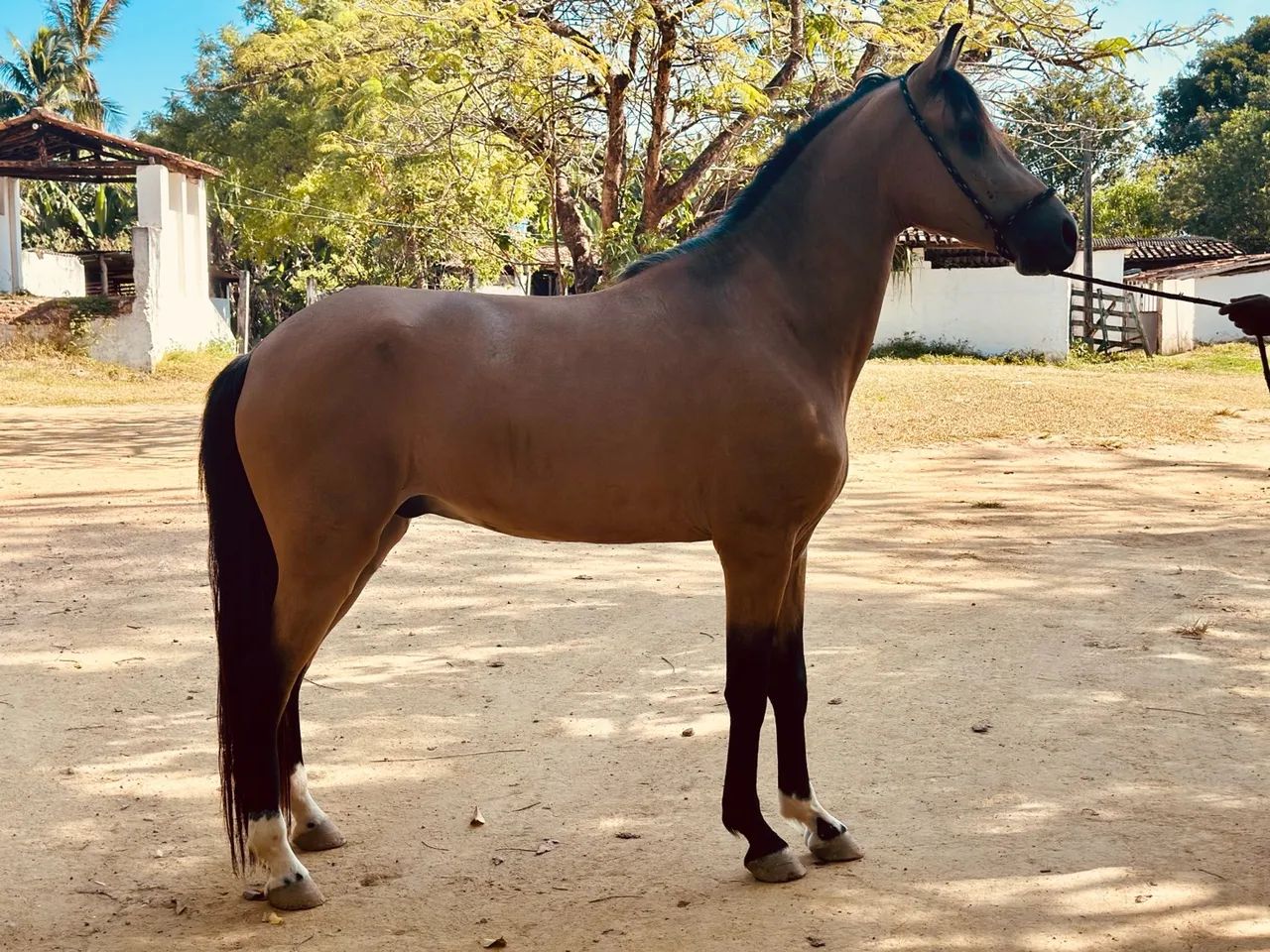 Cavalo Mangalarga Marchador  - Foto 2