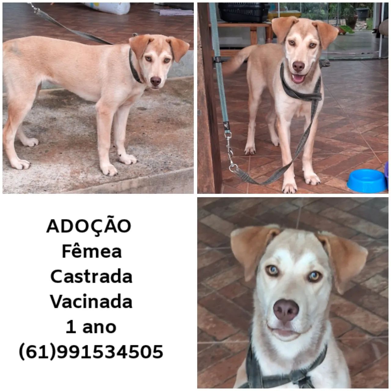 Linda cachorrinha para adoção!