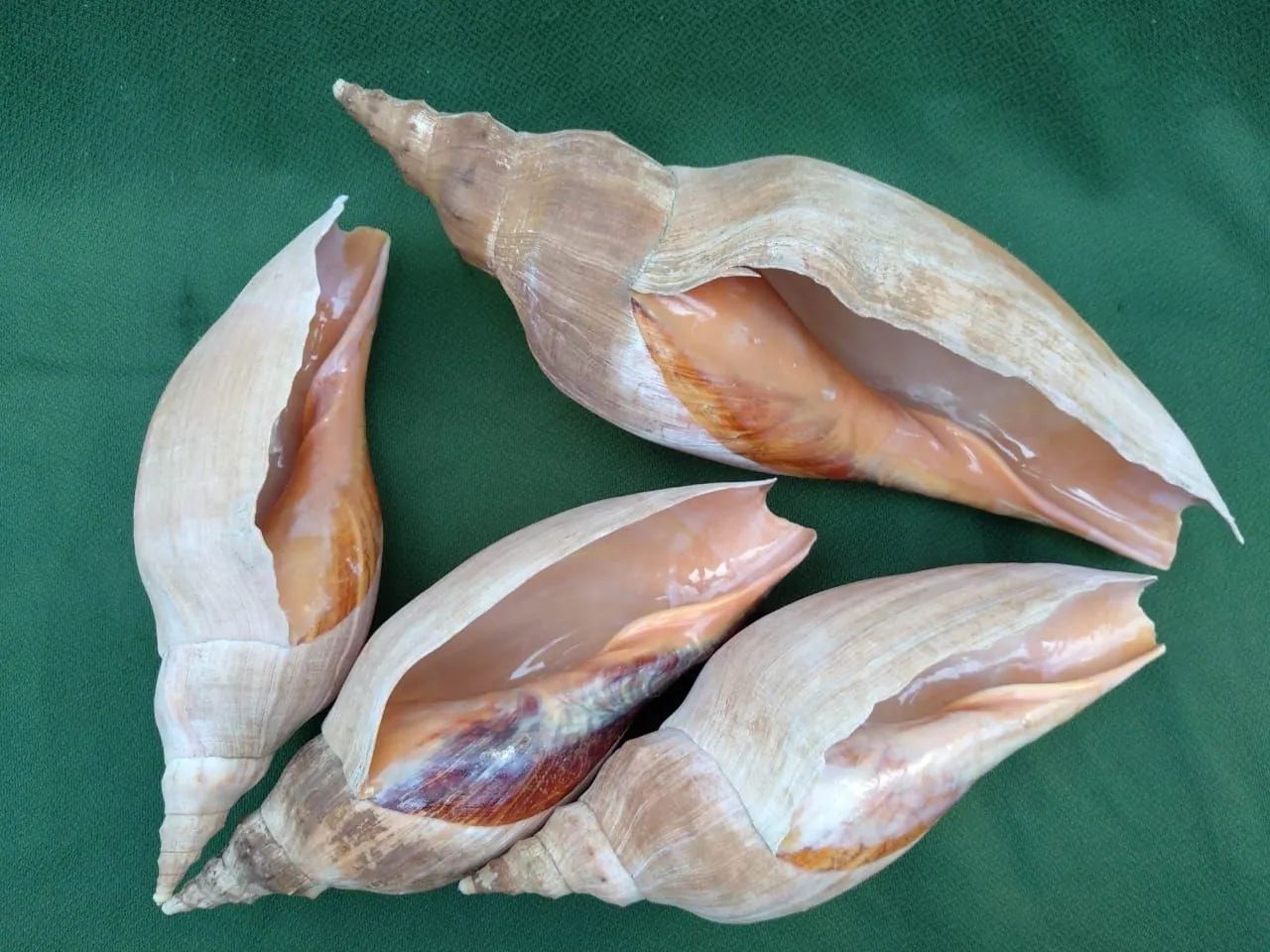 Quatro Conchas marinhas grandes - naturais e hidratadas  - Foto 2