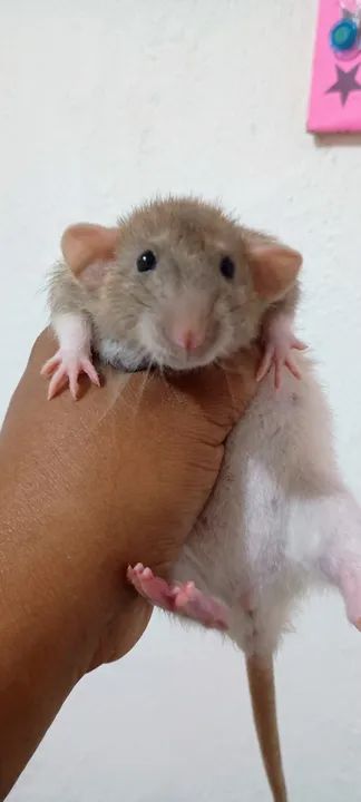 Ratinho já com entrega  - Foto 2