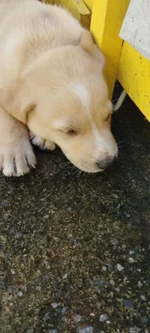 Cachorros Filhotes Sobradinho Df