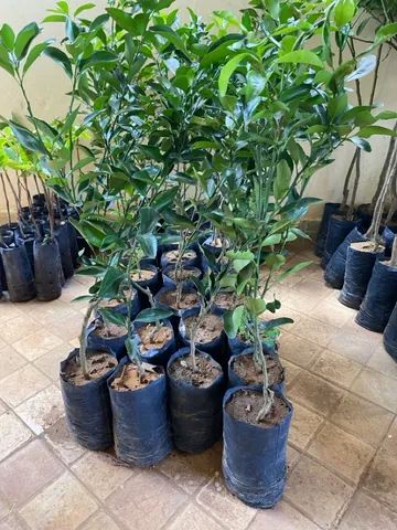 Mudas enxertadas - Tangerina Pokan - Foto 4