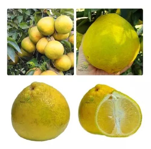 Mudas da laranja champanhe produzindo cristal  - Foto 4