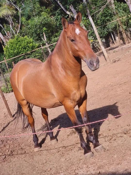 Cavalo Mangolino - Foto 3