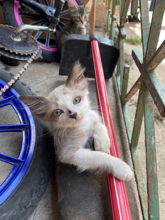 Gatinho branco e cinza disponível para adoção