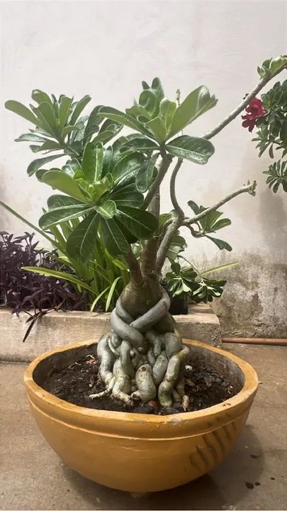 Rosas do deserto Adultas , preços variados  - Foto 5