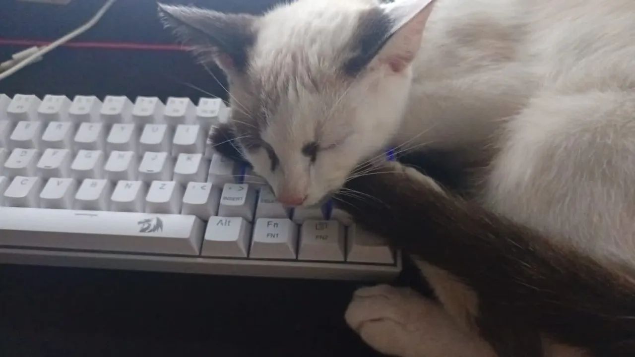 Doação de gato macho  - Foto 4